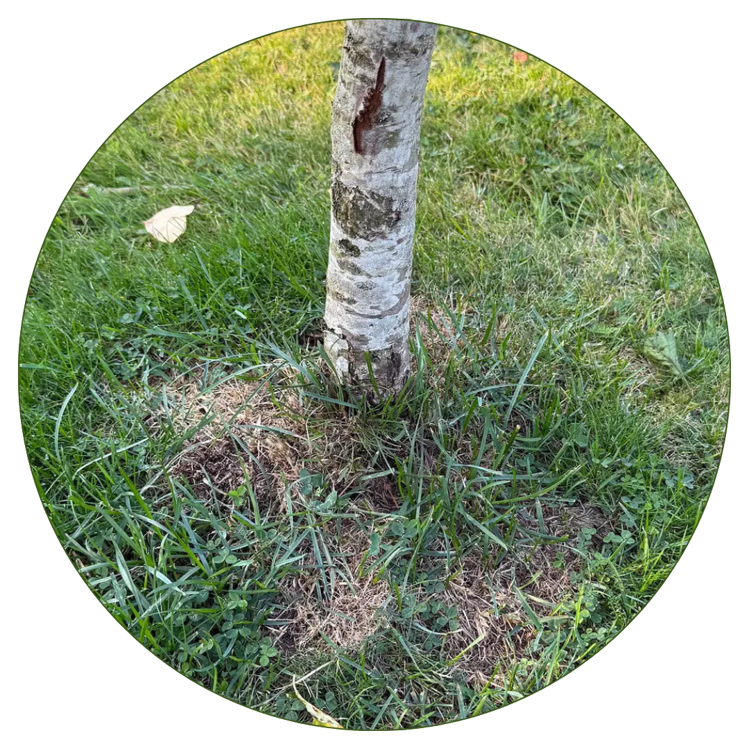 Trädskydd stam